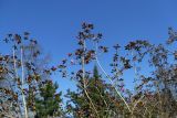 Rhododendron ledebourii