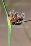 Bolboschoenus planiculmis