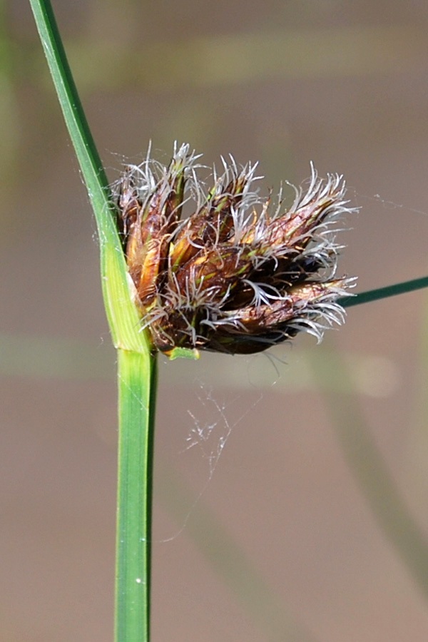 Изображение особи Bolboschoenus planiculmis.