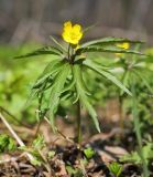 Anemone ranunculoides. Цветущее растение. Пермский край, Добрянский р-н, берег реки Косьвы, осиново-черемуховая урёма. 01.05.2016.