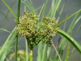 Scirpus radicans. Соцветие. Иркутская обл., Шелеховский р-н, окр. с. Шаманка, берег р. Иркут. 08.07.2016.