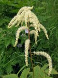 Aruncus dioicus