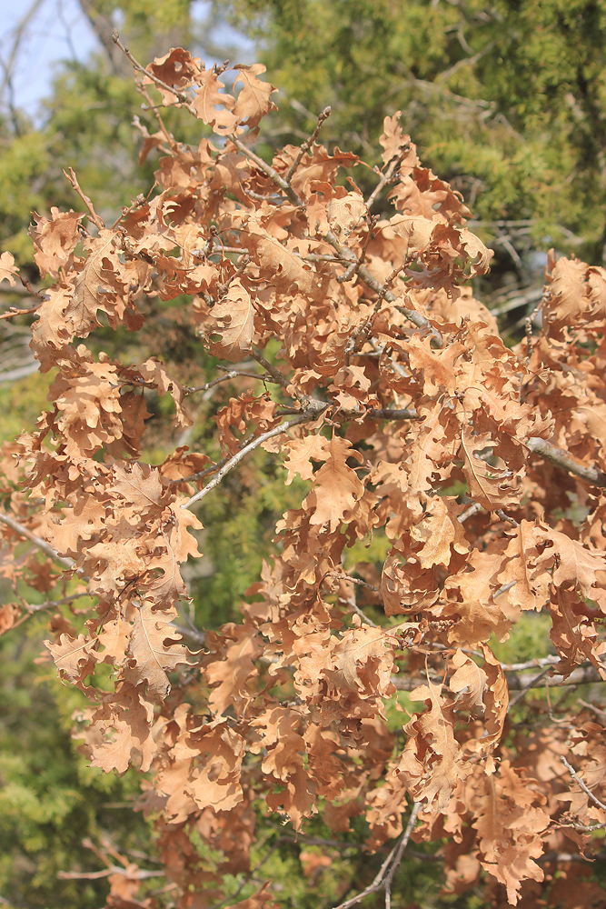 Изображение особи Quercus pubescens ssp. crispata.