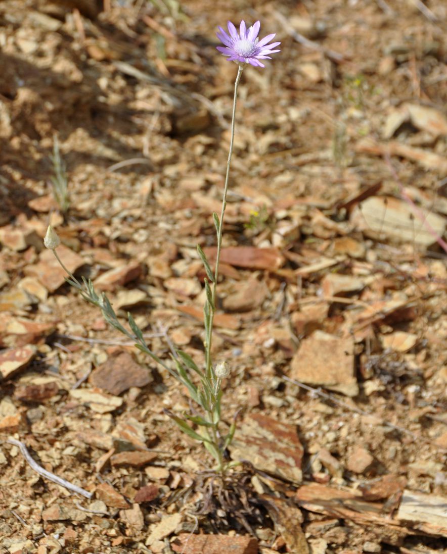 Изображение особи Xeranthemum annuum.