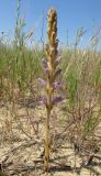 Phelipanche arenaria. Цветущее растение (паразитирует на Artemisia arenaria). Краснодарский край, м/о город-курорт Анапа, окр. с. Витязево, Витязевская коса, закреплённые пески. 7 июня 2017 г.