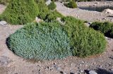 Juniperus turkestanica. Вегетирующие растения (сизый оттенок обусловлен обилием ювенильной хвои). Таджикистан, Фанские горы, ущелье Куликалон, ≈ 2700 м н.у.м., сухой склон. 05.08.2017.