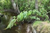 Rumex aquaticus. Склонившееся к воде плодоносящее растение. Ленинградская обл., Кингисеппский р-н, окр. дер. Большая Пустомержа, долина р. Нейма, прибрежное растительное сообщество. 10.08.2017.