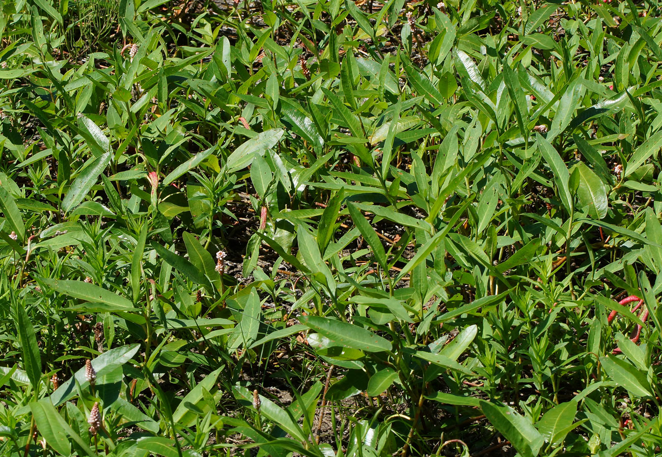 Изображение особи Persicaria amphibia.