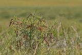 Caragana microphylla