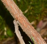 Acacia glaucoptera