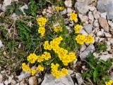 Draba scabra. Цветущие растения. Адыгея, Фишт-Оштеновский массив, гора Оштен, ≈ 2800 м н.у.м., каменистый склон. 06.07.2017.