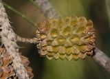 Casuarina equisetifolia