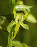 Platanthera maximowicziana