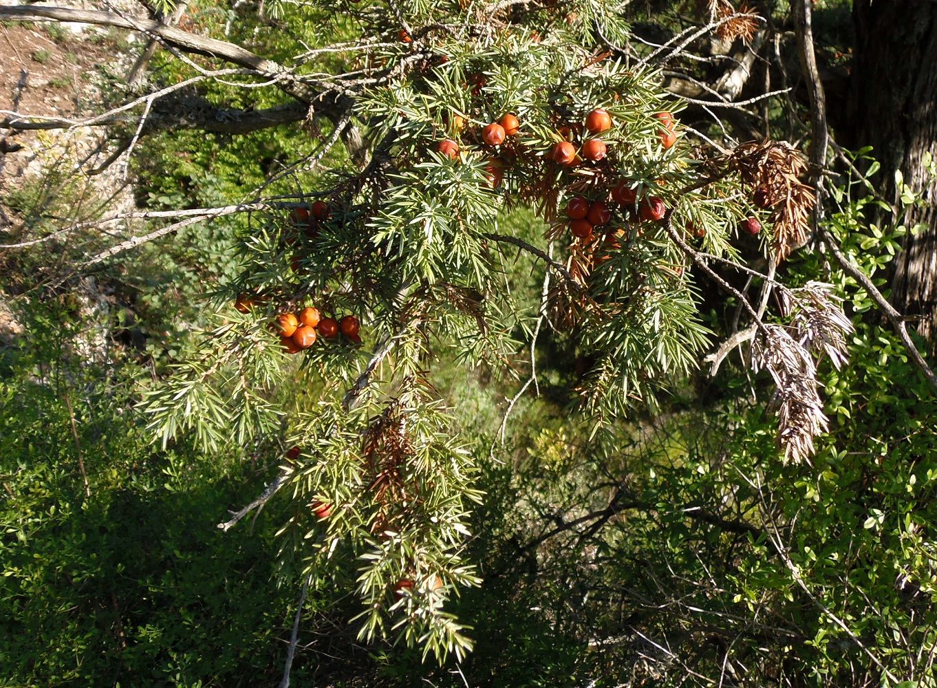 Изображение особи Juniperus deltoides.