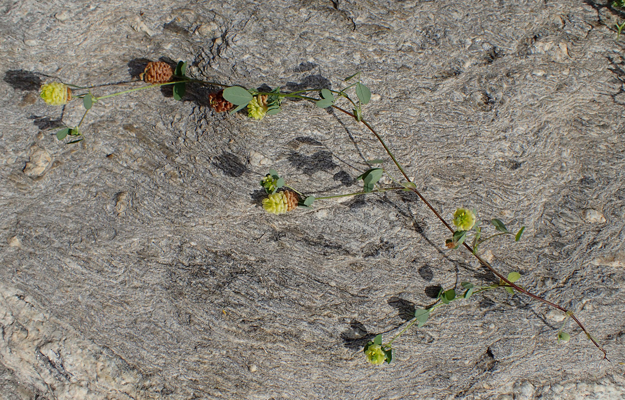 Изображение особи Trifolium campestre.