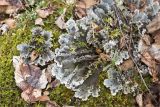 genus Peltigera. Слоевища. Псковская обл., Пустошкинский р-н, берег озера, зеленомошный сосновый лес с участием Betula. 05.05.2018.