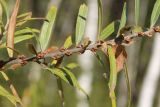 Hippophae rhamnoides. Часть вегетирующего побега. Тверская обл., Конаковский р-н, ст. Донховка, на опушке смешанного леса, одичавшее. 13 октября 2018 г.