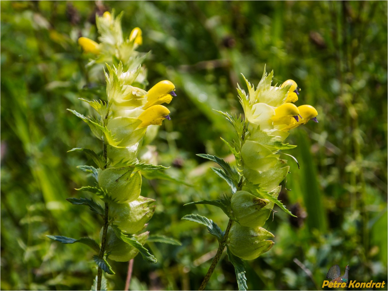 Изображение особи Rhinanthus serotinus.