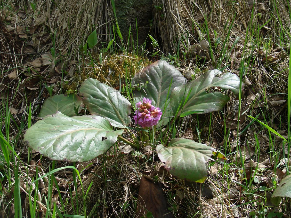 Изображение особи Bergenia crassifolia.