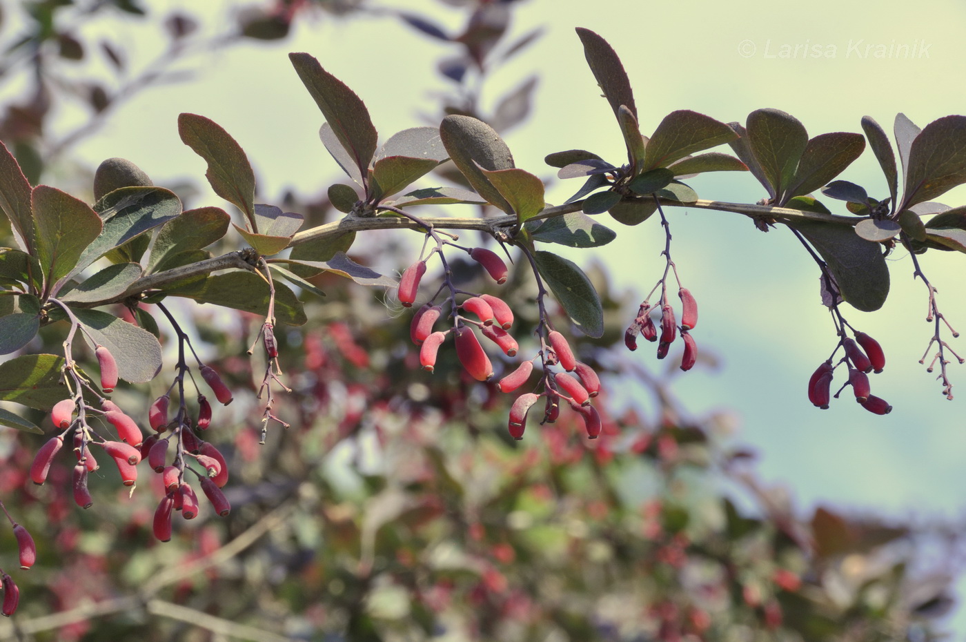 Изображение особи Berberis vulgaris f. atropurpurea.