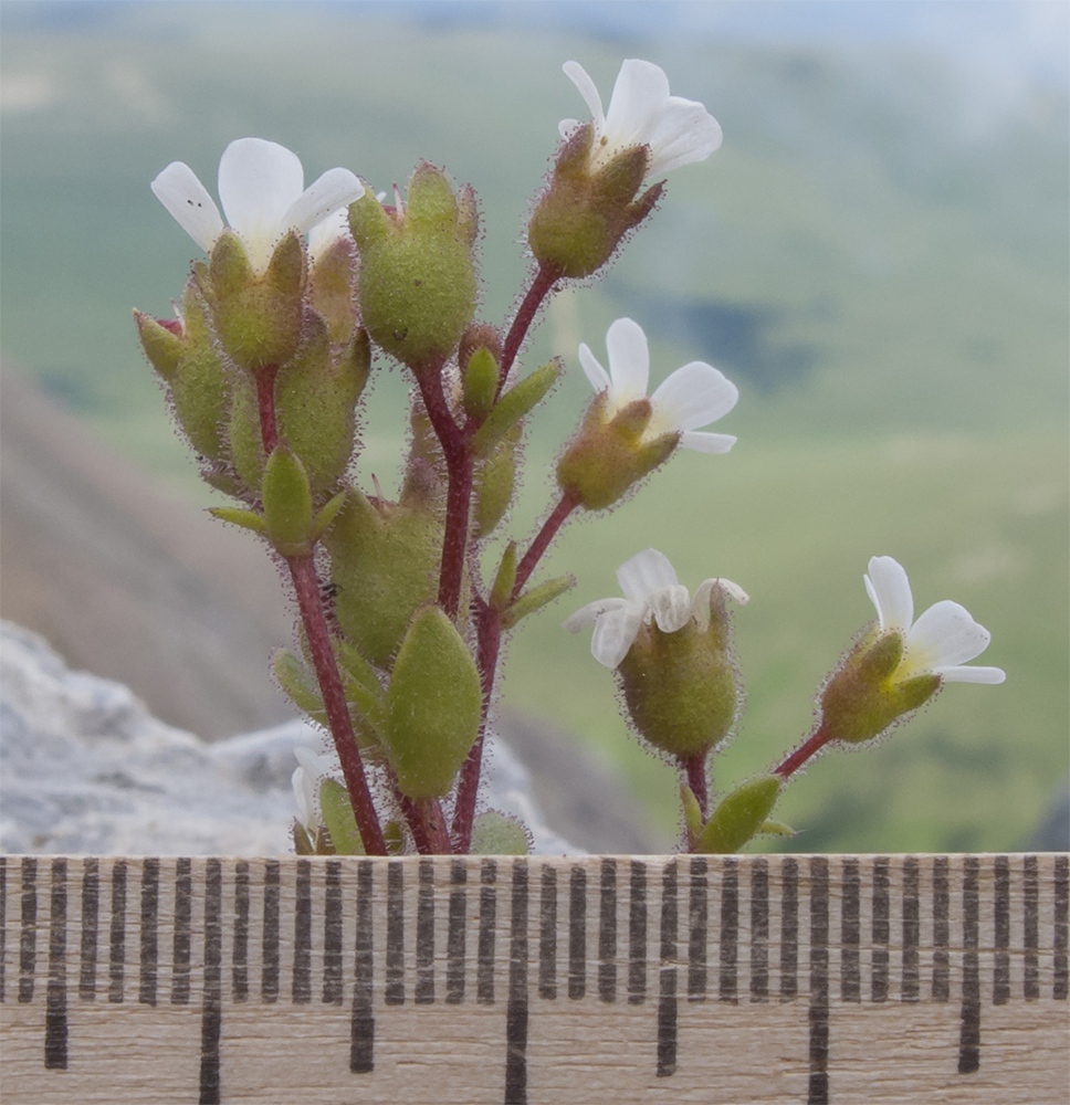 Изображение особи Saxifraga adscendens.