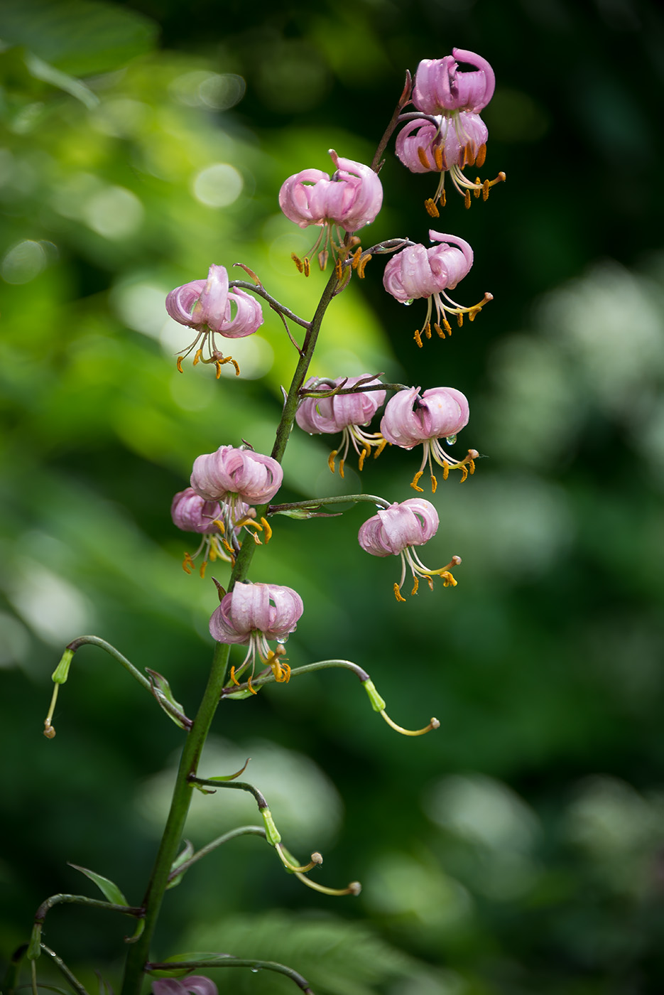 Изображение особи Lilium pilosiusculum.