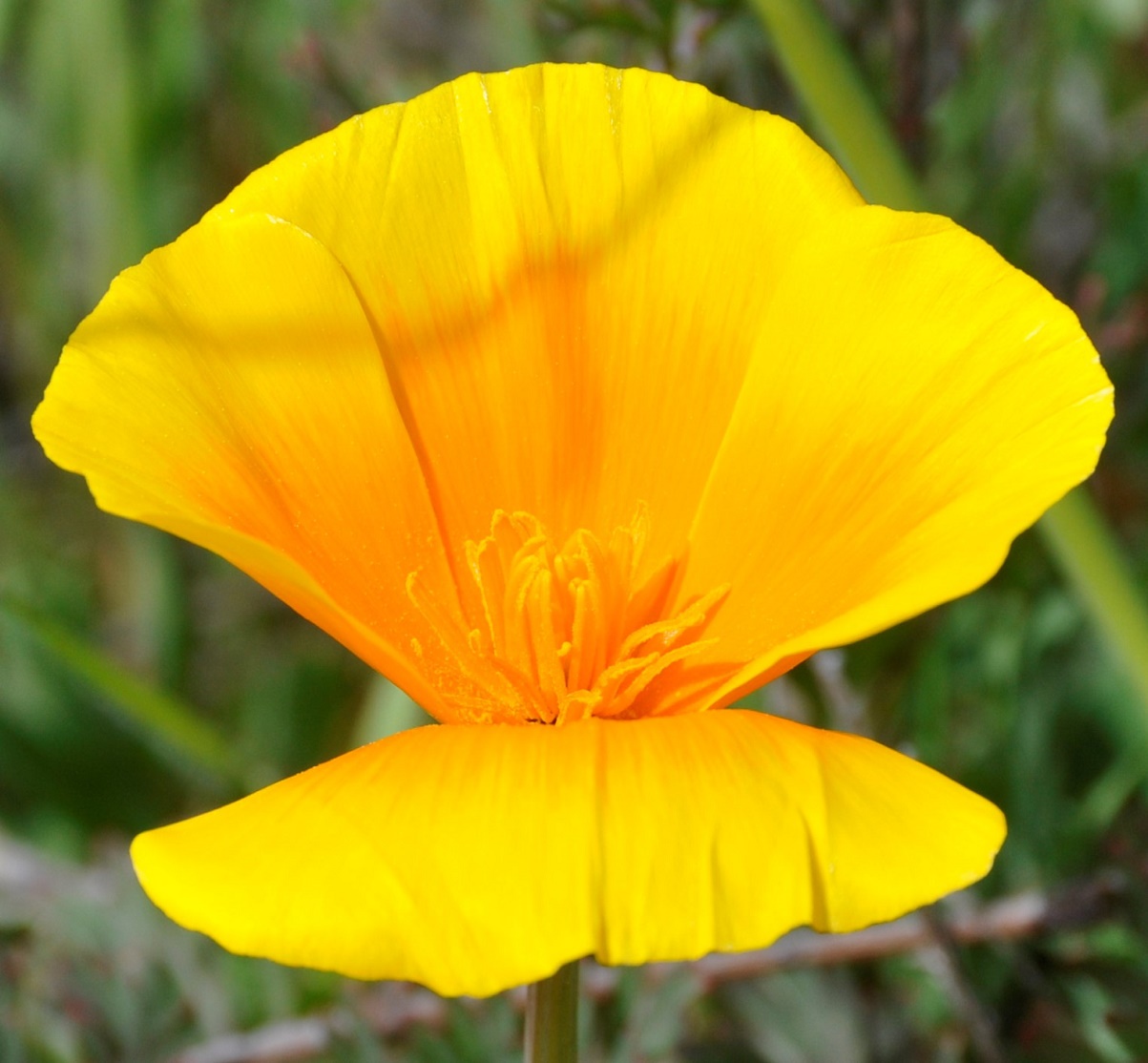 Изображение особи Eschscholzia californica.