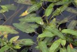 Persicaria amphibia. Верхушки цветущих побегов. Сахалинская обл., Охинский р-н, окр. г. Оха, канава антропогенного (?) происхождения между оз. Светлое и насыпью дороги Оха-Вторая бухта. 25.07.2017.