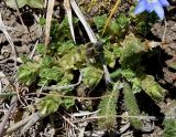 Gentiana pseudoaquatica