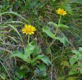 Arnica unalaschcensis