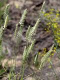 Agropyron pectinatum. Верхушки побегов с соцветиями. Волгоградская обл., Камышинский р-н, Лебяженское сельское поселение, окр. горы Уши, песчаный овраг. 31.05.2019.