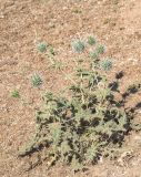 Echinops leiopolyceras