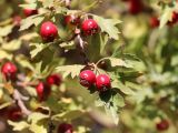 Crataegus turkestanica. Верхушка веточки с плодами. Узбекистан, хр. Нуратау, Нуратинский заповедник, ур. Хаятсай, около 1300 м н.у.м., долина горной речки, в кустарниковом ярусе галерейного орехо-плодового леса. 25.09.2021.