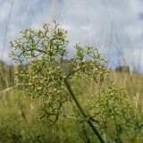 Galium valantioides. Верхушка побега с незрелым соплодием. Краснодарский край, Мостовской р-н, окр. пгт Псебай, хр. Герпегем, ≈ 900 м н.у.м., горный луг. 19.08.2021.