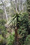 Dracophyllum pandanifolium