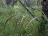 Calamagrostis purpurea. Соплодие. Ханты-Мансийский автономный округ — Югра, Октябрьский р-н, сельское поселение Курымкары, окр. пос. Горнореченск, левый берег р. Обь, заболоченный луг. 05.09.2022.