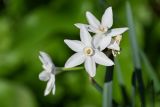 Narcissus papyraceus. Цветки. Марокко, обл. Рабат - Сале - Кенитра, окр. г. Сук-эль-Арбаа, берег реки. 06.01.2023.