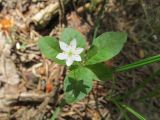 Trientalis europaea