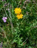 Trollius dschungaricus