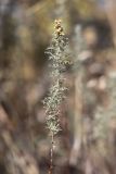 Artemisia pontica