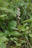 Pyrola minor