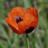 Papaver stevenianum