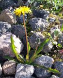 Taraxacum nivale