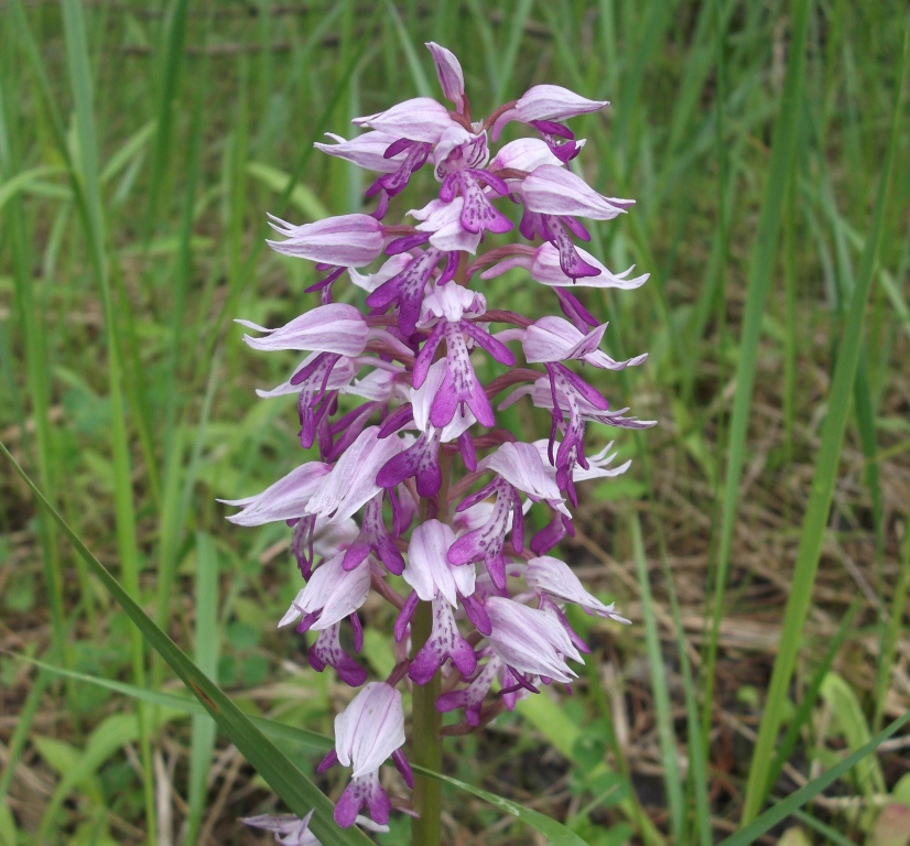 Изображение особи Orchis militaris.