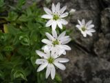 Stellaria ruscifolia