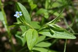 Omphalodes scorpioides. Верхушка цветущего растения. Республика Татарстан, Верхнеуслонский р-н, памятник природы \"Кликовский склон\". 14.05.2011.