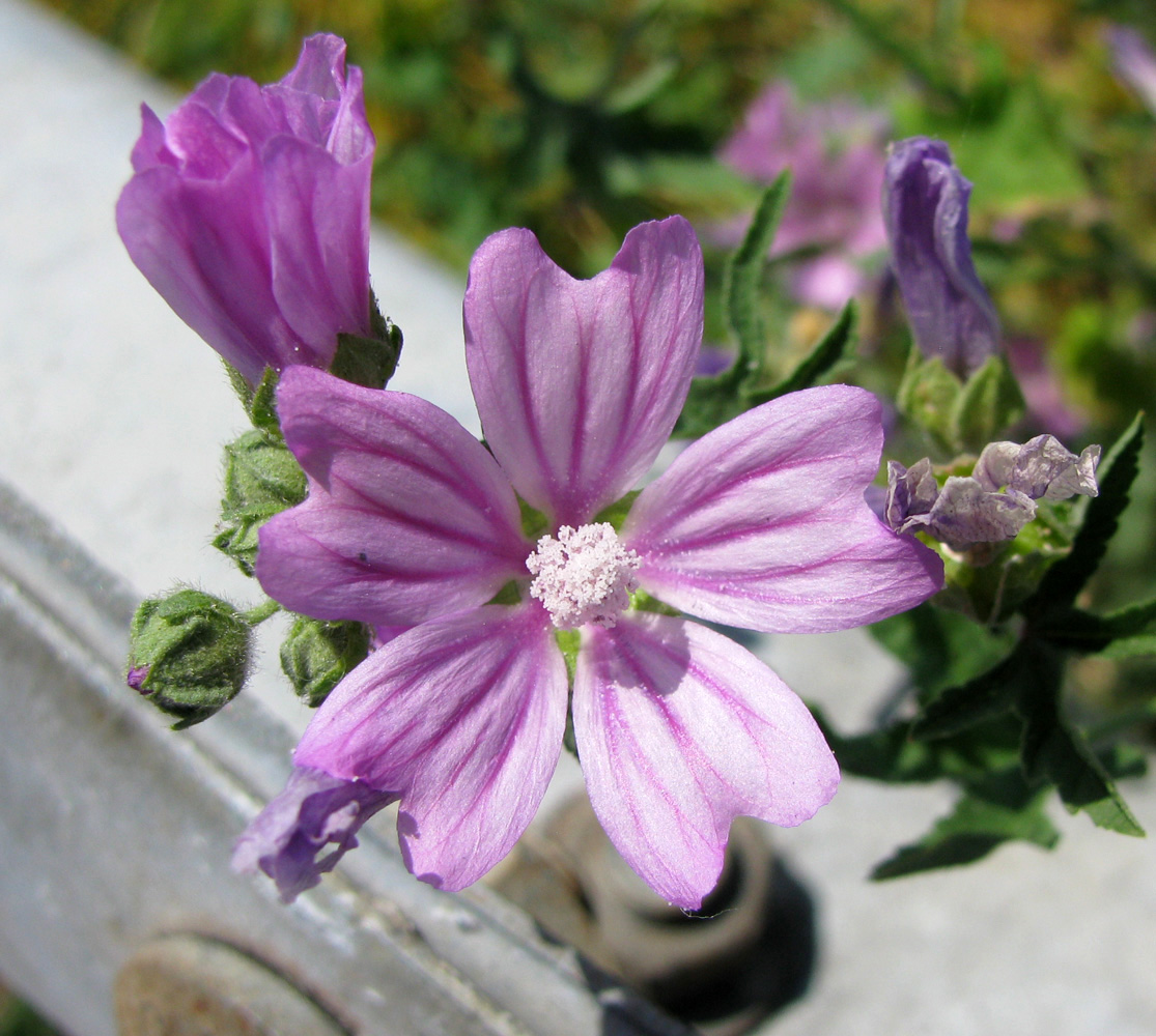 Изображение особи Malva sylvestris.