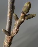 Juglans regia. Средняя часть побега с покоящимися вегетативными и генеративными почками. Германия, г. Кемпен, в городском саду. 20.04.2013.