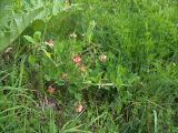 Lathyrus miniatus. Цветущее растение. Карачаево-Черкесия, Теберда, гора Лысая. 29.05.2013.