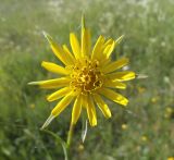 Tragopogon pratensis